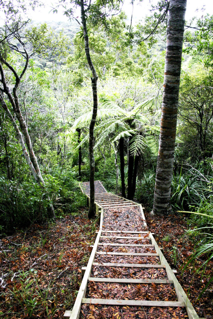 Neuseeland Blog. Neuseeland hat viel zu bieten. Meer, Berge, aber auch Wald und Wildnis. Hier sieht man eine sehr schöne Treppe im neuseeländischen Wald.