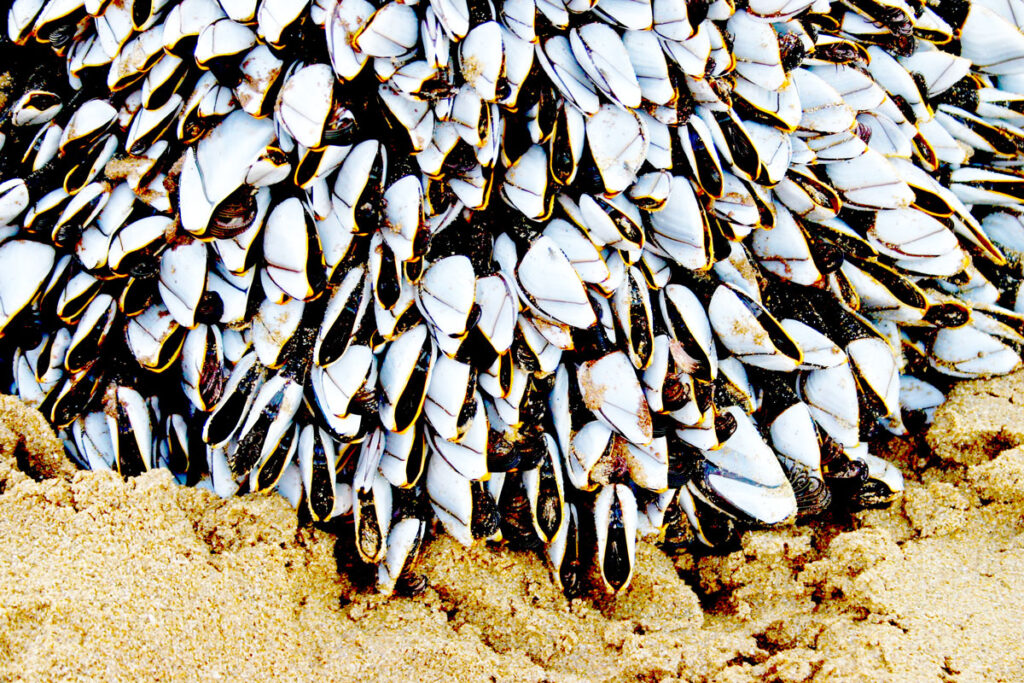 Viele Muscheln auf einmal in Nordspanien, Kantabrien.