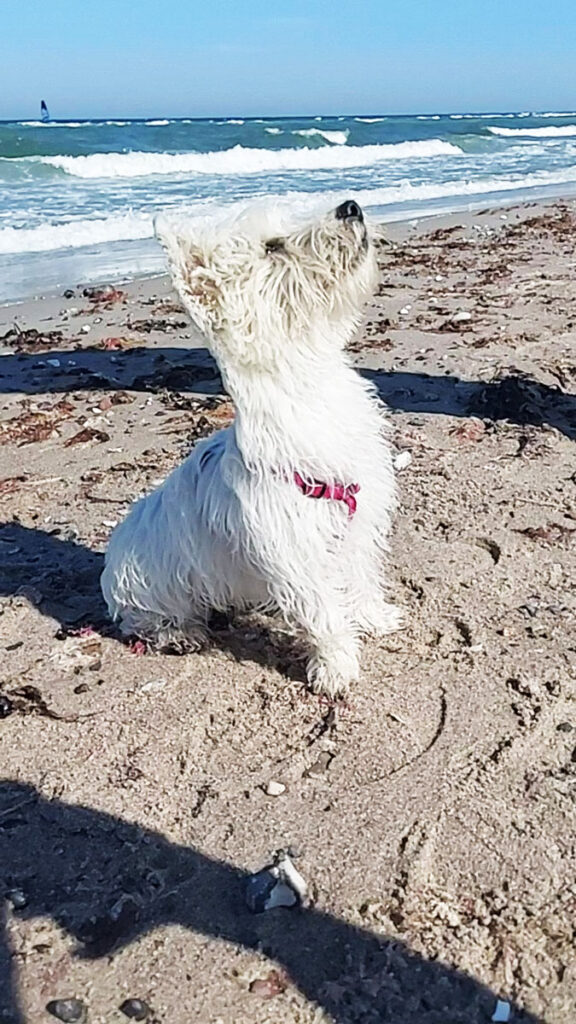 Ostsee Urlaub mit Hund? Oft gibt es hundefreundliche Unterkünfte und Hundestrände.
