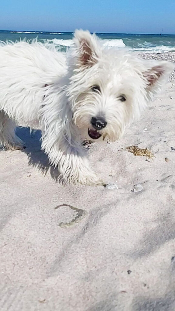 Ostsee Hundestrände sind oft als solche ausgewiesen. Im Sommer sollte man darauf achten, dass man mit seinem Vierbeiner auf einem der zahlreichen Hundestrände baden geht.