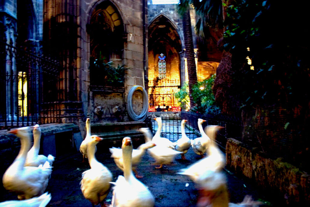 Tiere in der Stadt in Barcelona.